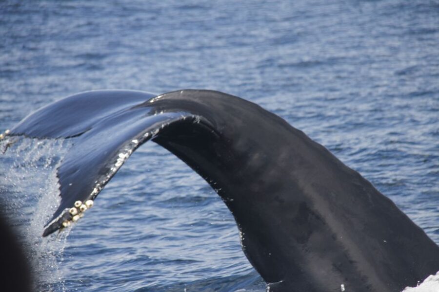 Terceira: Whale and Dolphin Watching in a Zodiac Boat - How Monte Brasil’s spotter changes the search