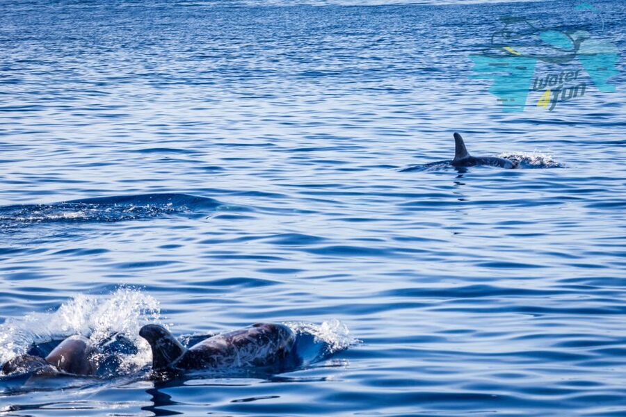 Terceira: Whale and Dolphin Watching in a Zodiac Boat - Watching dolphins in open water