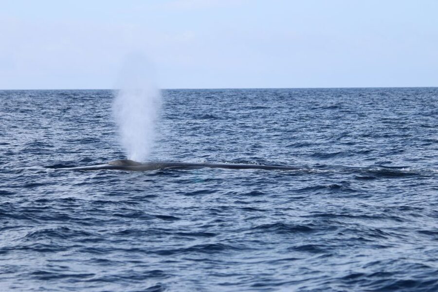 Terceira: Whale and Dolphin Watching in a Zodiac Boat - The chance of sperm whales and larger species