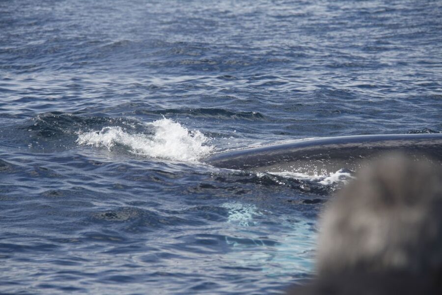 Terceira: Whale and Dolphin Watching in a Zodiac Boat - What $82 buys you