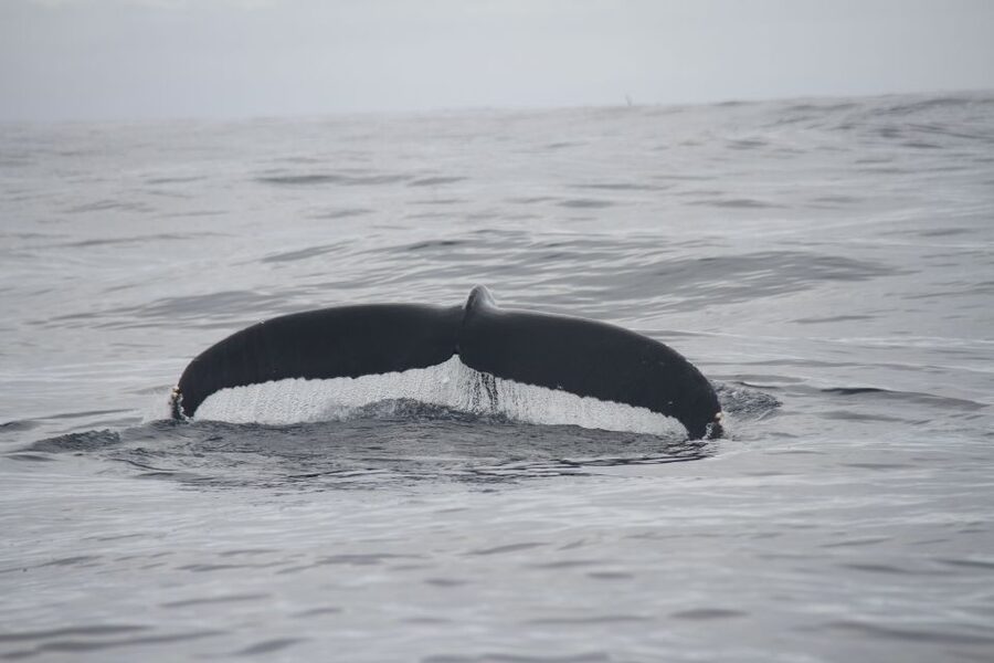 Terceira: Whale and Dolphin Watching in a Zodiac Boat - Who will enjoy this tour most?