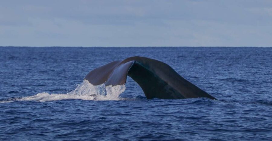 Terceira: Whale & Dolphin Watching | Best Wildlife Tour - Why Terceira is a strong place for cetacean watching