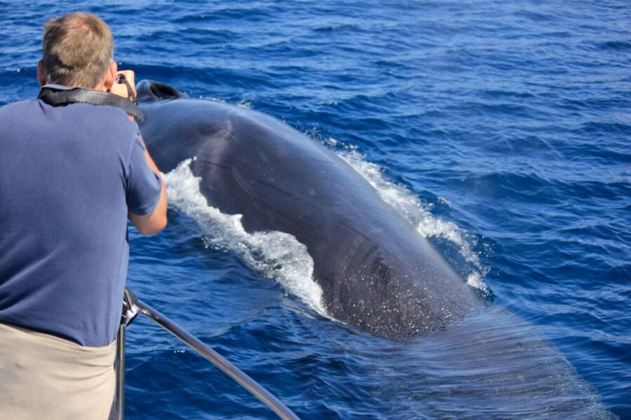 Terceira: Whale & Dolphin Watching | Best Wildlife Tour - How the 2.5-hour search works