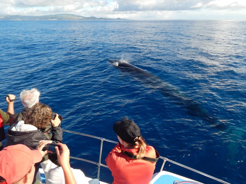 Terceira: Whale & Dolphin Watching | Best Wildlife Tour - Dolphins, whales, and the reality of wild sightings
