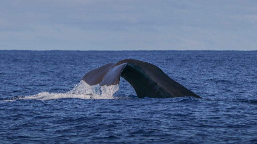Terceira: Whale & Dolphin Watching | Best Wildlife Tour - The guides make a real difference