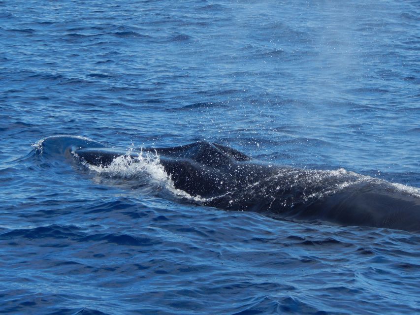 Terceira: Whale & Dolphin Watching | Best Wildlife Tour - Is $82 good value?