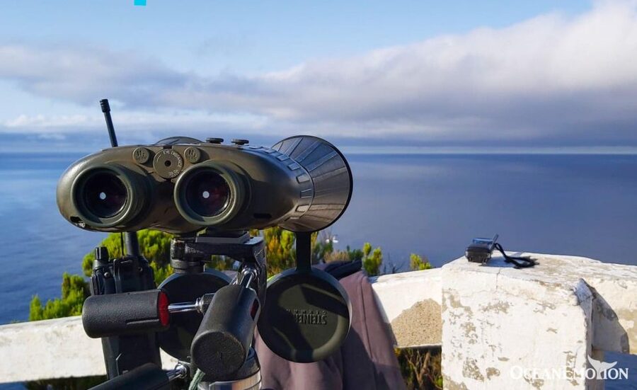 Terceira: Whale & Dolphin Watching | Best Wildlife Tour - Meeting at the OceanEmotion office