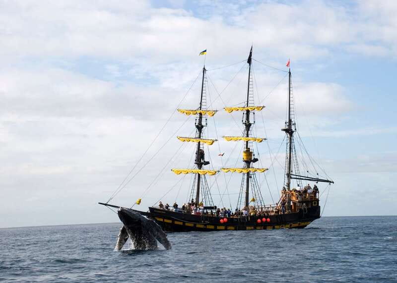 Thar She Blows! Whale Watching Pirate Cruise - Key points at a glance
