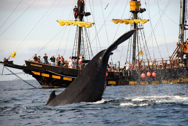 Thar She Blows! Whale Watching Pirate Cruise - A two-hour cruise with a clear purpose