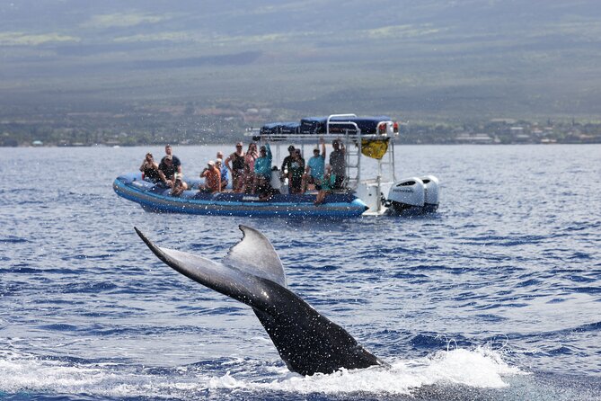 The Best 10 am 1.5 Hour Whale Watching Tour - Price and value at $97.30 per person