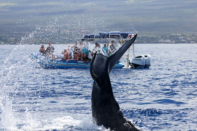The Best 10 am 1.5 Hour Whale Watching Tour - Booking and cancellation points to keep in mind