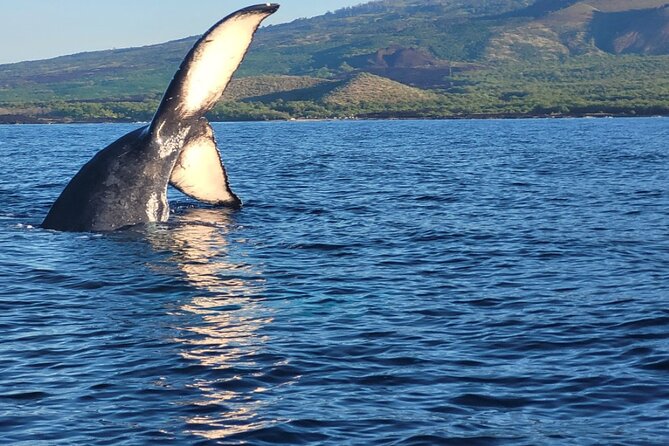 The Best 10 am 1.5 Hour Whale Watching Tour - The hydrophone is the feature worth paying attention to