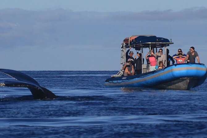 The Best 12 pm 1.5 Hour Whale Watching Tour - Key points at a glance
