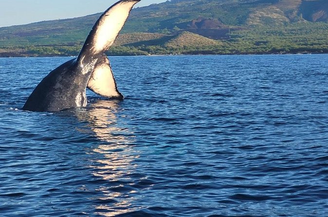 The Best 12 pm 1.5 Hour Whale Watching Tour - A small boat with a personal feel