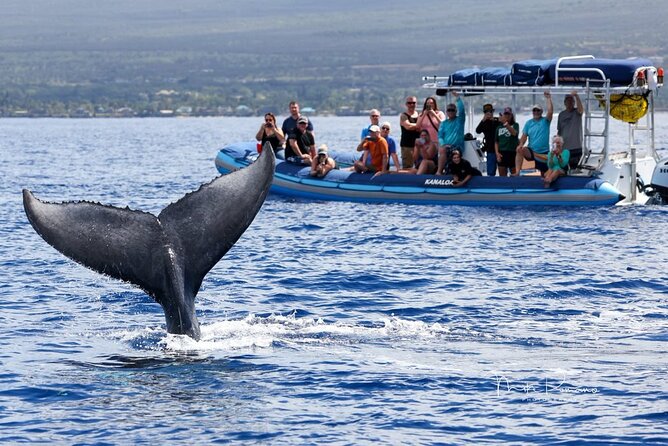 The Best 12 pm 1.5 Hour Whale Watching Tour - Whale rules and respectful viewing