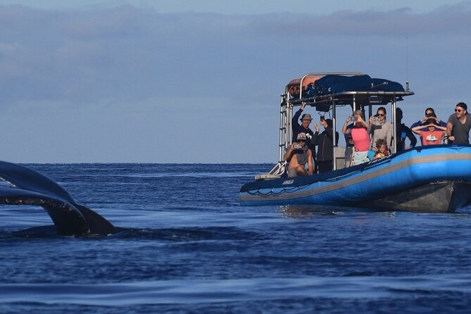 The Best 12 pm 1.5 Hour Whale Watching Tour - Searching for humpbacks off Maui’s south shore