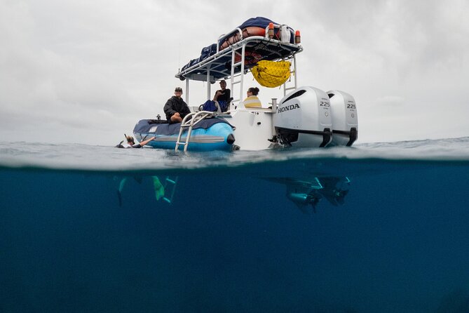 The Best 2.5 Hour Molokini Snorkel Tour & Whale Watch - A late morning start at Kihei’s boat dock