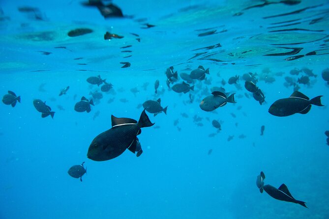 The Best 2.5 Hour Molokini Snorkel Tour & Whale Watch - The fast ride toward Molokini Crater