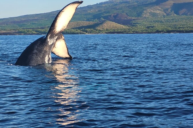 The Best 8 am 1.5 Hour Whale Watching Tour - Key points to know before you book