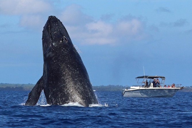 The Best 8 am 1.5 Hour Whale Watching Tour - Why the 8 am start works well on Maui