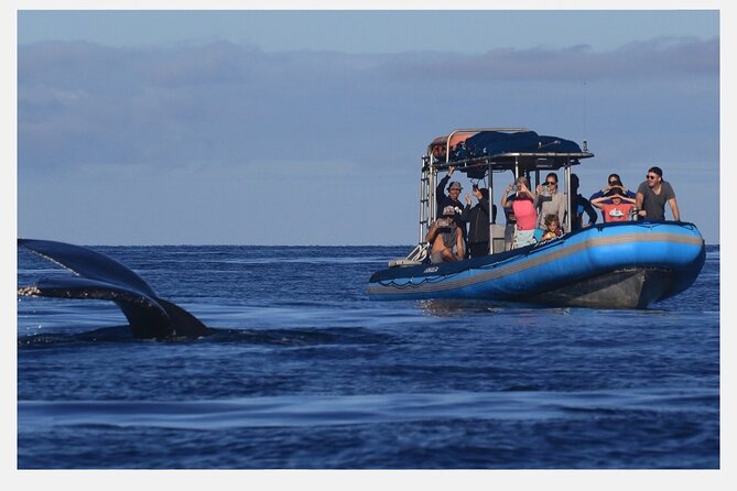 The Best 8 am 1.5 Hour Whale Watching Tour - What happens during the 90-minute tour