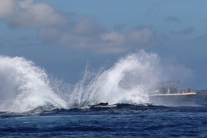 The Best 8 am 1.5 Hour Whale Watching Tour - The crew makes the difference