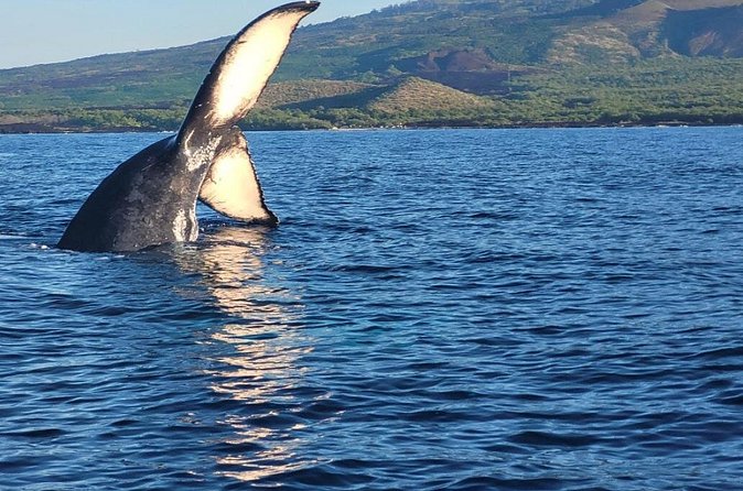 The Best 8 am 1.5 Hour Whale Watching Tour - Is $97.30 a fair price?