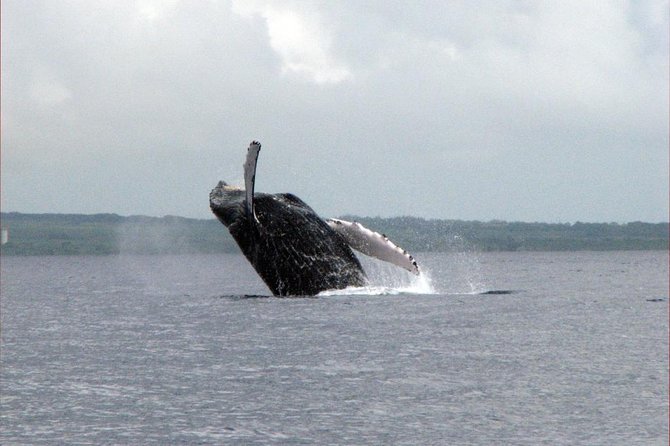The Best 8 am 1.5 Hour Whale Watching Tour - Weather, refunds, and useful planning details