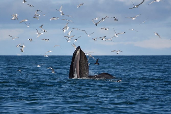 The Original Classic Whale Watching from Reykjavik - Leaving Ægisgarður harbor for Faxaflói Bay