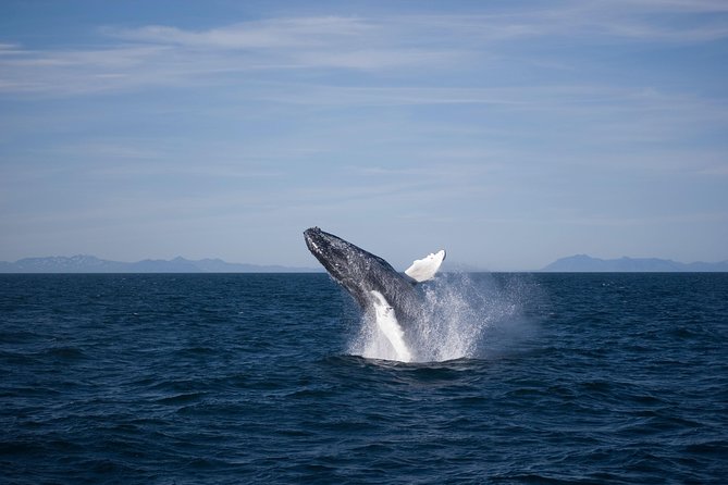 The Original Classic Whale Watching from Reykjavik - Seals, dolphins, porpoises, and seabirds