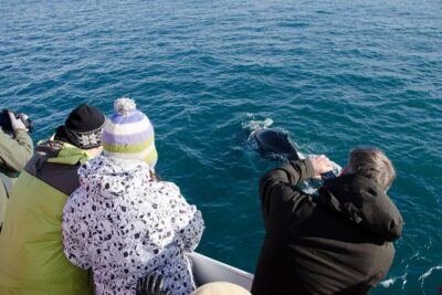 Reykjavík: Whale Watching and Marine Life Cruise