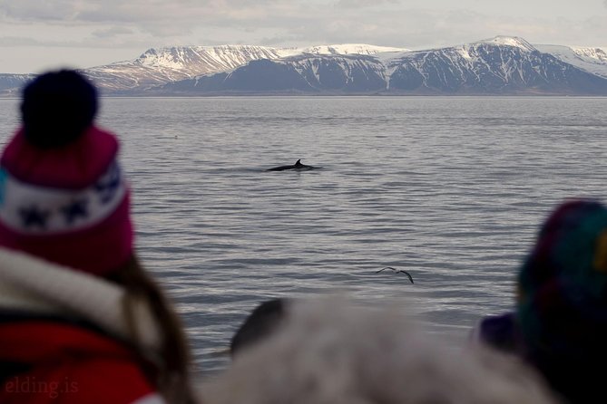 The Original Classic Whale Watching from Reykjavik - Staying warm on the outer deck