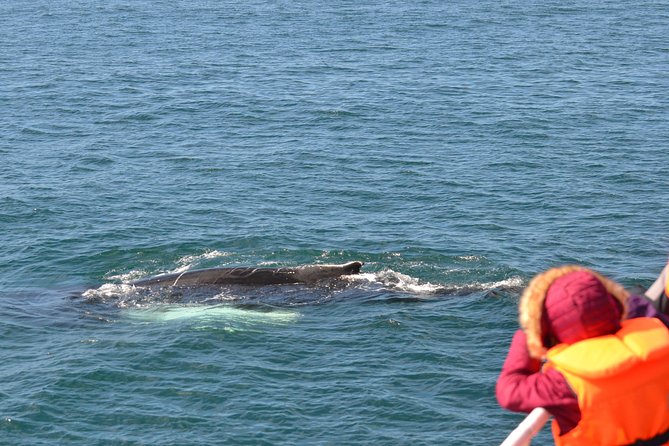 The Original Classic Whale Watching from Reykjavik - How the timing affects your day