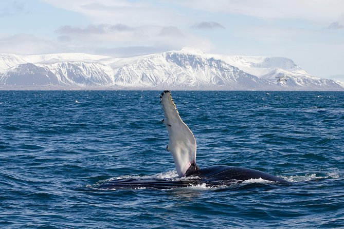 The Original Classic Whale Watching from Reykjavik - Boat size, access, and comfort