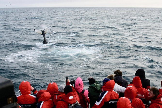The Original Classic Whale Watching from Reykjavik - Weather changes and harbor alternatives