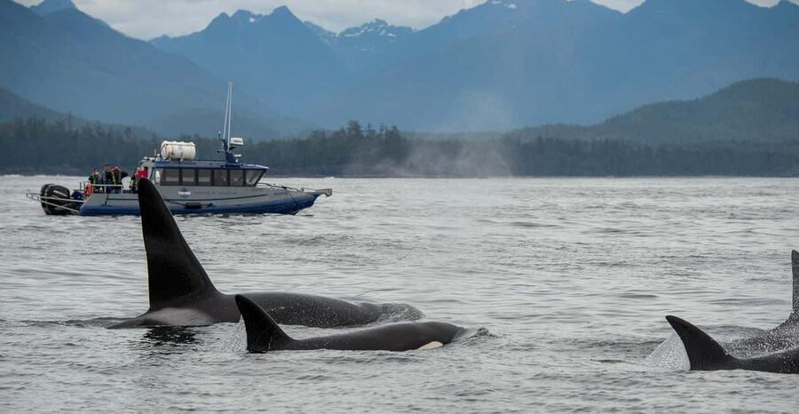 Tofino: Whale Watching Tour with Nature Guide - Leaving from Tofino’s Marine Adventure Centre