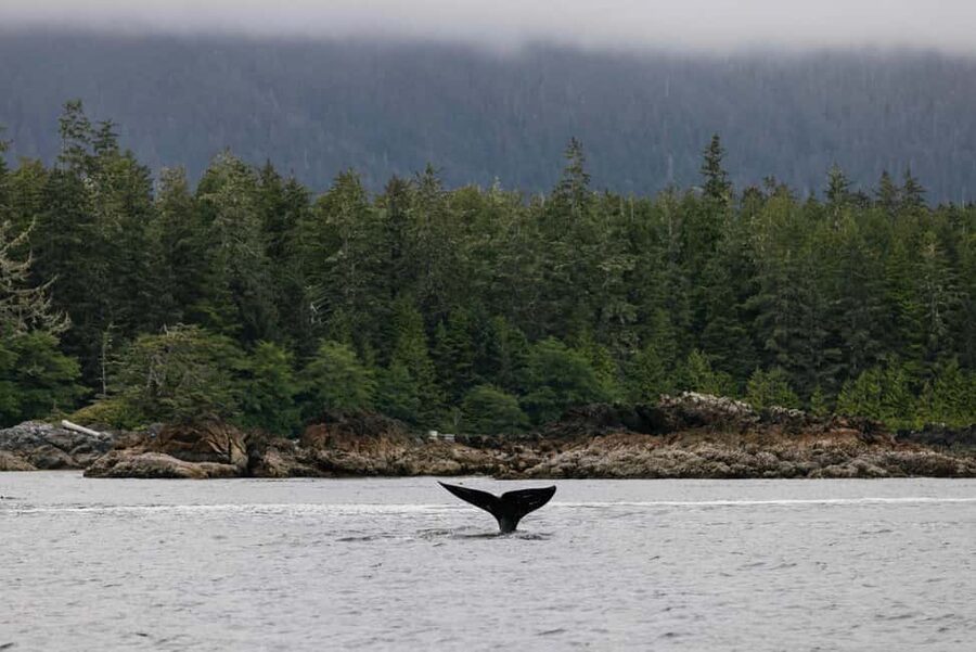 Tofino: Whale Watching Tour with Nature Guide - Into the waters near Flores, Vargas, and Long Beach