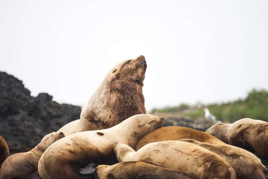 Tofino: Whale Watching Tour with Nature Guide - What you might see on the water
