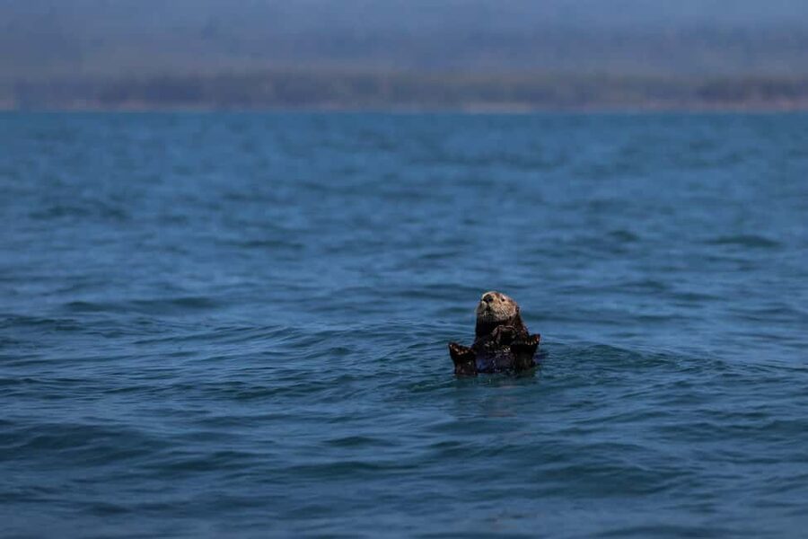 Tofino: Whale Watching Tour with Nature Guide - Weather, comfort, and the small details that matter