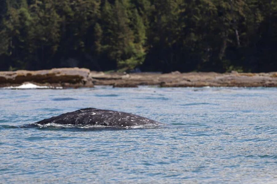 Tofino: Whale Watching Tour with Nature Guide - Who will enjoy this Tofino outing most?