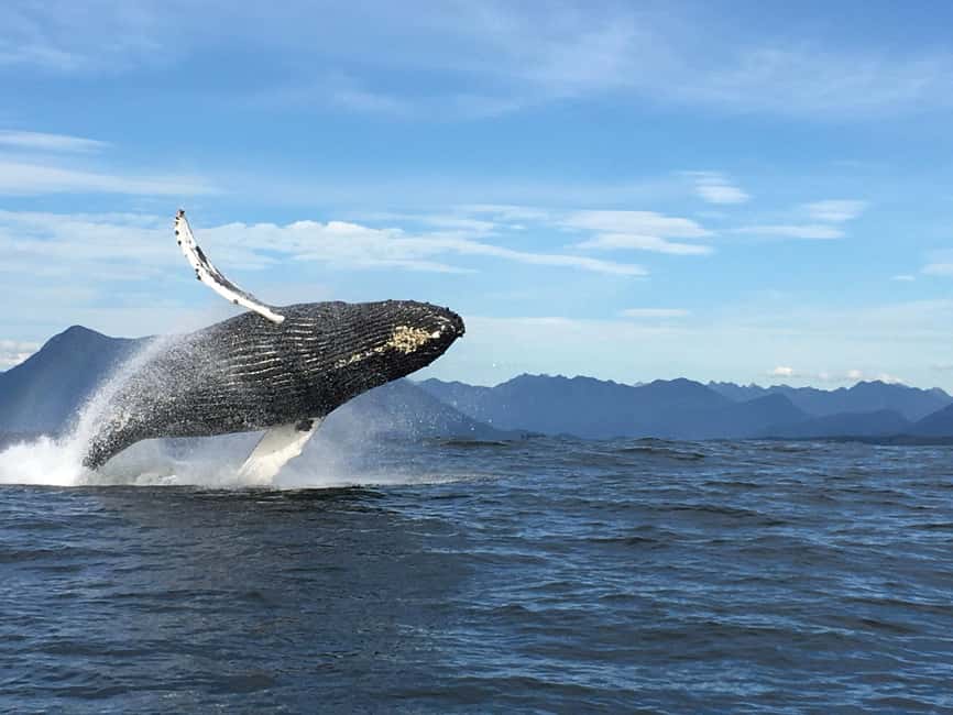 Tofino: Whale Watching Tour with Nature Guide - Choosing between the Whiteraven and Blackfish