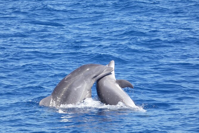 Tour with Whale and Dolphin Watching plus food included - Is $47.06 good value for a three-hour trip?