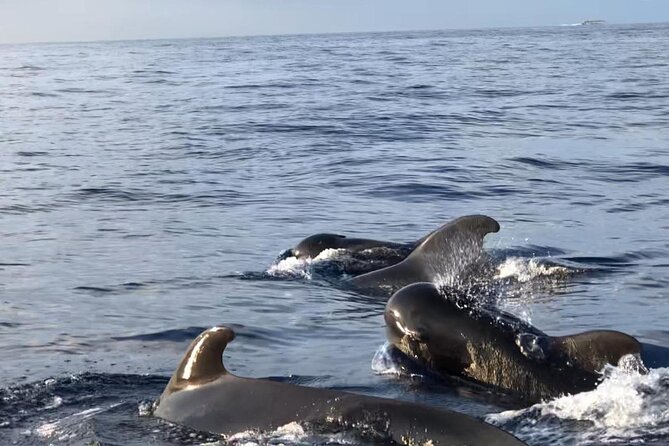 Tour with Whale and Dolphin Watching plus food included - Booking details, weather, and cancellation