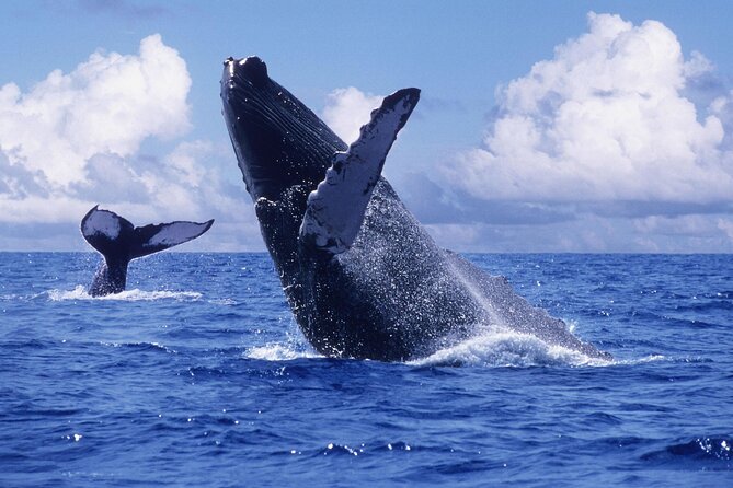 Tour with Whale Watching in Samaná, Beach and Waterfall - Cayo Levantado: 1 hour and 25 minutes on the island
