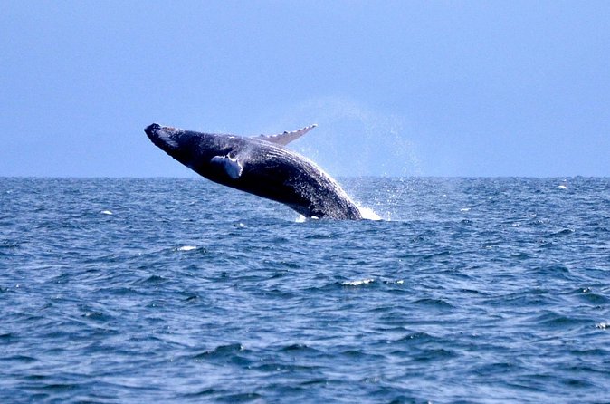 Tour with Whale Watching in Samaná, Beach and Waterfall - Riding to El Limón waterfall