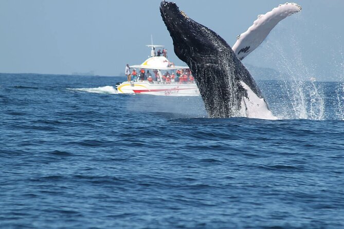 Tour with Whale Watching in Samaná, Beach and Waterfall - Booking, weather, and cancellation details