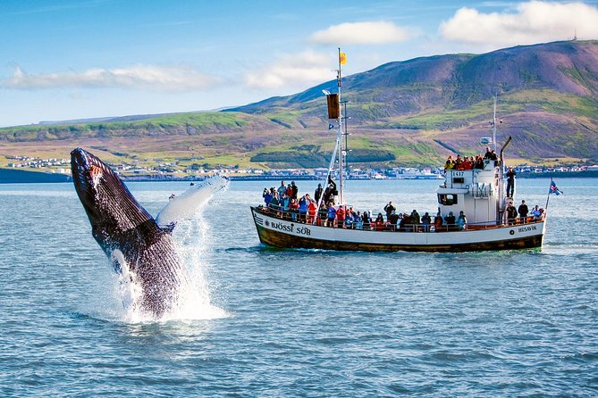 Traditional Oak Ship Whale Watching Tour From Husavik - Morning, afternoon, or evening departure