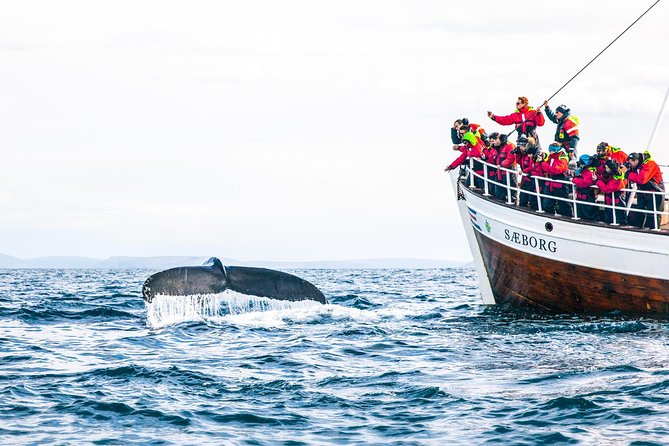 Traditional Oak Ship Whale Watching Tour From Husavik - Handling weather and mechanical problems