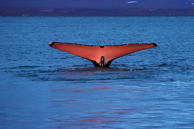 Traditional Whale Watching from Húsavík by Local Family Company - Why Húsavík is the right place for a whale trip