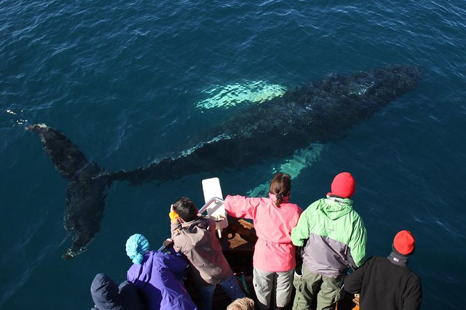 Traditional Whale Watching from Húsavík by Local Family Company - Warm clothing helps, but motion sickness is real